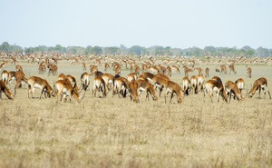 Zambia Walking Safari 