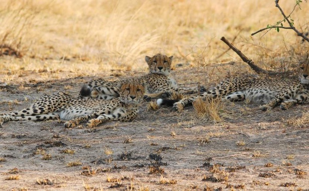 Cheetah in Kafue National Park 