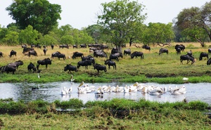 Safari through Kafue and Liuwa National Park 
