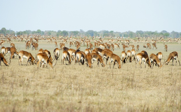 Bangweulu wetland puku herd walking safari 